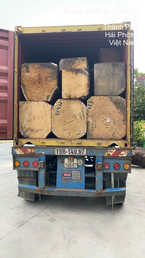 Gỗ dổi M413
